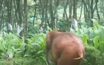 തണ്ണിത്തോട്ടില്‍ കിണറ്റില്‍ വീണ കുട്ടിയാനയെ രക്ഷപ്പെടുത്തി; പുറത്തെത്തിയപ്പോള്‍ കാട്ടിലേക്ക് ഓടി