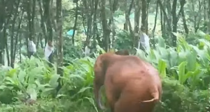 തണ്ണിത്തോട്ടില്‍ കിണറ്റില്‍ വീണ കുട്ടിയാനയെ രക്ഷപ്പെടുത്തി; പുറത്തെത്തിയപ്പോള്‍ കാട്ടിലേക്ക് ഓടി