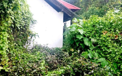 ഉടമയെ കാത്തുനിൽക്കണ്ട: കാടുപിടിച്ച സ്ഥലം തദ്ദേശ സ്ഥാപനങ്ങൾക്ക് വൃത്തിയാക്കാം