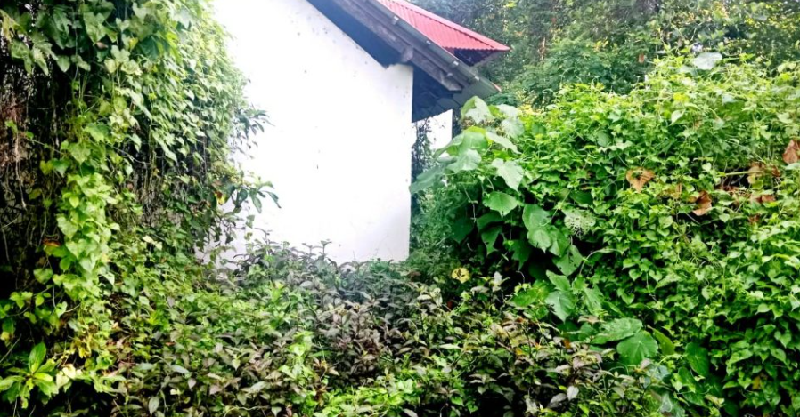 ഉടമയെ കാത്തുനിൽക്കണ്ട: കാടുപിടിച്ച സ്ഥലം തദ്ദേശ സ്ഥാപനങ്ങൾക്ക് വൃത്തിയാക്കാം