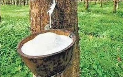 കര്‍ഷകര്‍ക്ക് ആശ്വാസം; റബര്‍ വില വീണ്ടും റെക്കോര്‍ഡ് ഉയരത്തില്‍
