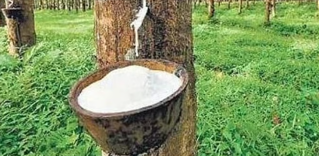 കര്‍ഷകര്‍ക്ക് ആശ്വാസം; റബര്‍ വില വീണ്ടും റെക്കോര്‍ഡ് ഉയരത്തില്‍