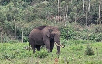 മൂന്നാർ എസ്റ്റേറ്റ് മേഖലയിൽ ഭീതി പരത്തി ‘പടയപ്പ’; വെയിറ്റിംഗ് ഷെഡും കടയും തകർത്തു
