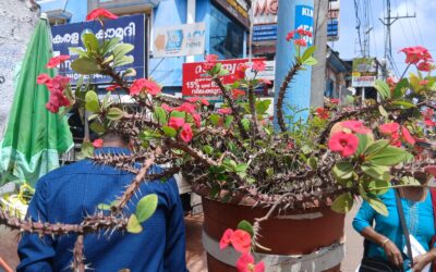 അപകട കെണിയായ് ഫുട്പാത്തിലെ മുൾചെടികൾ