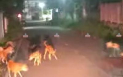 തെരുവുനായ്ക്കളുടെ ശല്യം അതിരൂക്ഷമാകുന്നു