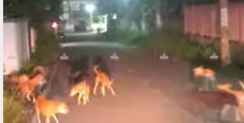 തെരുവുനായ്ക്കളുടെ ശല്യം അതിരൂക്ഷമാകുന്നു