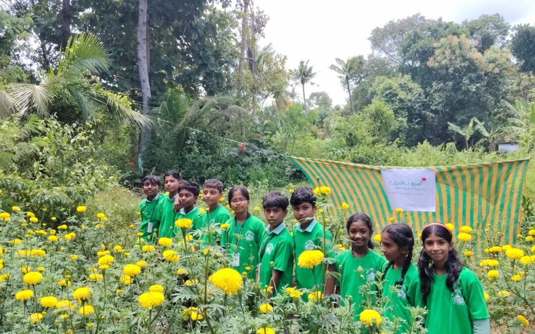 പുരവൂർ ജി എസ് വി യു പി സ്കൂളിലെ ചെണ്ടുമല്ലികൃഷി വിളവെടുപ്പ് നടന്നു