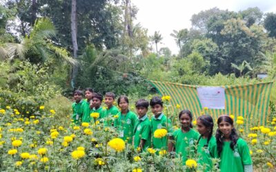 പുരവൂർ ജി എസ് വി യു പി സ്കൂളിലെ ചെണ്ടുമല്ലികൃഷി വിളവെടുപ്പ് നടന്നു