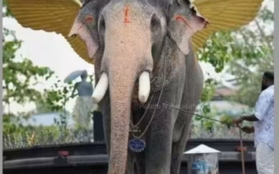 കോട്ടയത്ത് ഇടിമിന്നലേറ്റ ഗജവീരൻ പല്ലാട്ട് ബ്രഹ്മദത്തൻ ചരിഞ്ഞു