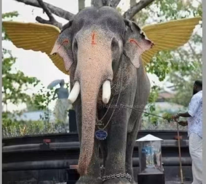 കോട്ടയത്ത് ഇടിമിന്നലേറ്റ ഗജവീരൻ പല്ലാട്ട് ബ്രഹ്മദത്തൻ ചരിഞ്ഞു